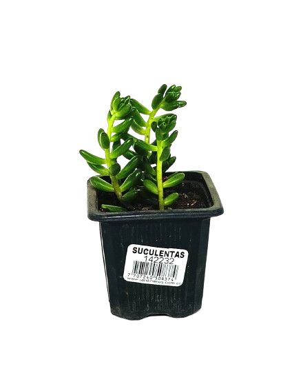 Suculentas Decorativas Surtidas Diametro 8 Cm  Precio Mayorista